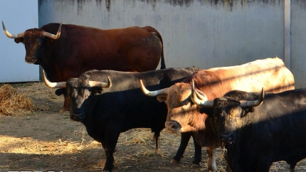 Los toros de Victoriano del Río, en los Corrales del Gas de Pamplona