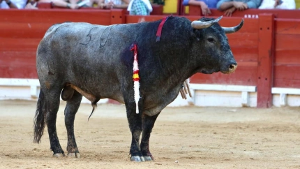 'Bohemio', el toro de Victorino Martín indultado en Alicante