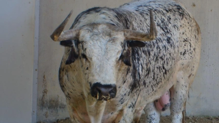 Uno de los toros de Cebada Gago que ya descansan en los Corrales del Gas