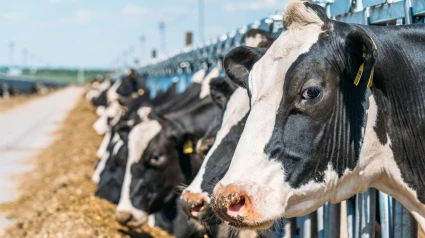 Vacas en una explotación ganadera