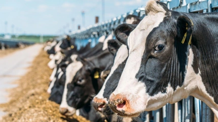 Vacas en una explotación ganadera
