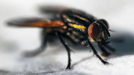 2S4MTA1 a fly standing in a silk