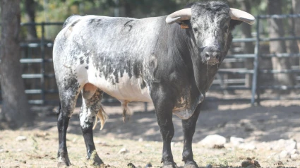 Novillo de Flor de Jara