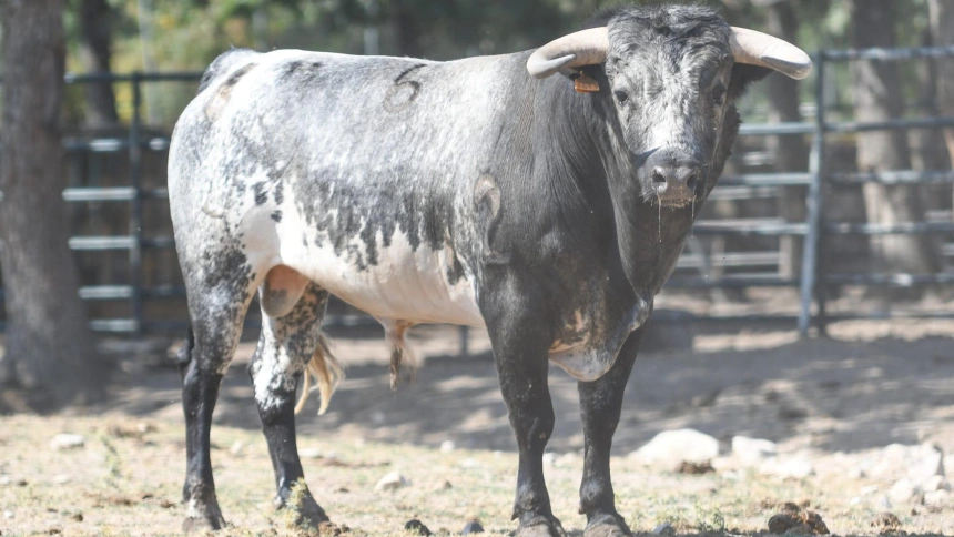 Novillo de Flor de Jara