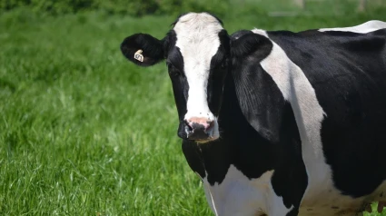 vaca campo