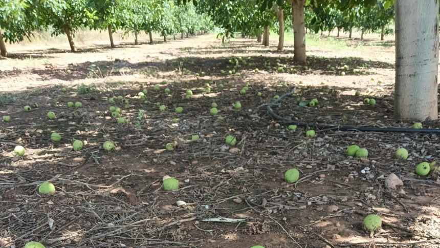 Efectos del granizo en nogales de Viver