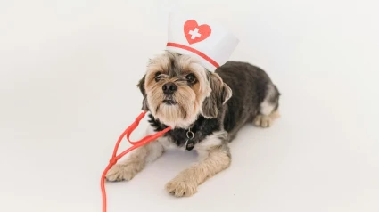 Los perros pueden ejercer como médicos de sus dueños, detectando antes que nadie una enfermedad
