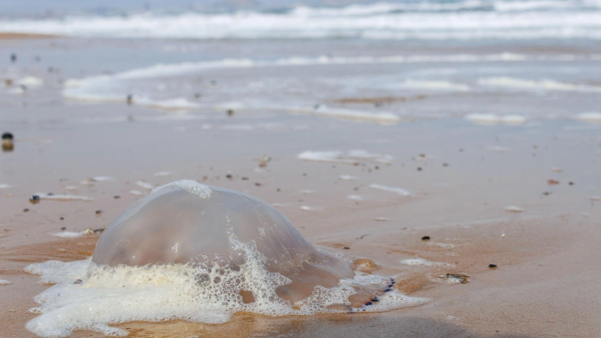 Medusa en una playa de El Altet (Alicante)