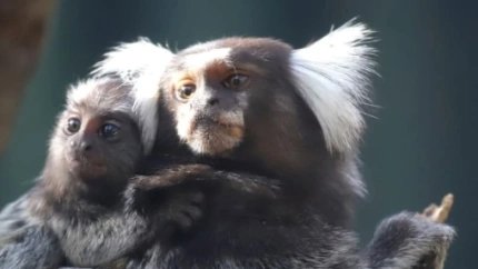 Imagen de la familia Tití de Pincel que fueron robados de MundoPark.