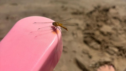 Libélula en una hamaca en el Perelló