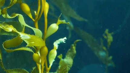 Una de las especies de algas que pueden ser utilizadas