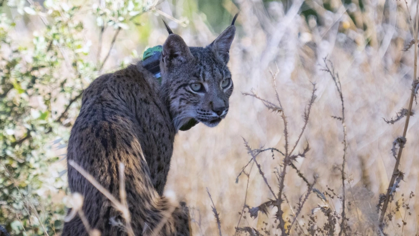 El lince localizado por la Comunidad de Madrid