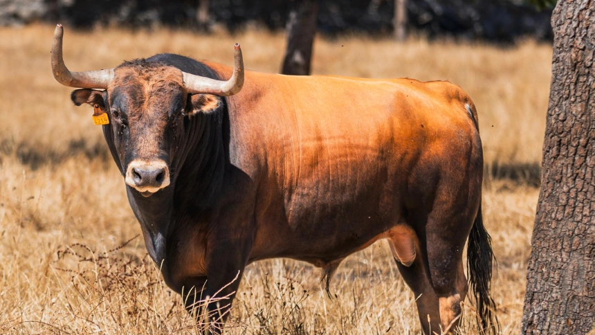Los toros de Victoriano del Río para Bilbao