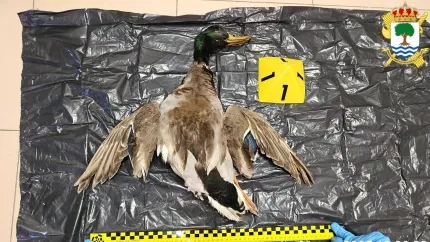 .