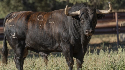 'Saltavallas', de la ganadería de Garcigrande, Toro de la Vega 2025