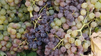 ASAJA-Cádiz vendimia