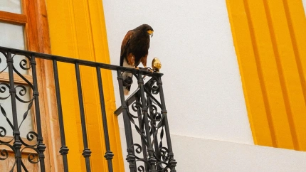 Conan, el Águila de Harris que ahuyenta palomas en Lorca