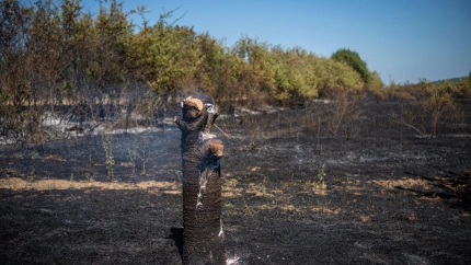 Cerezos destrozados y un campo arrasado