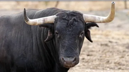 Toro de Cebada Gago para Illescas