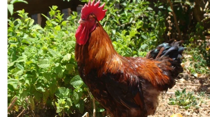 Ejemplar de gallina canaria, foto de archivo