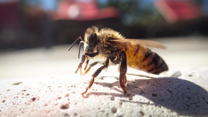 Una avispa en el borde de una piscina