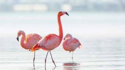 Flamencos