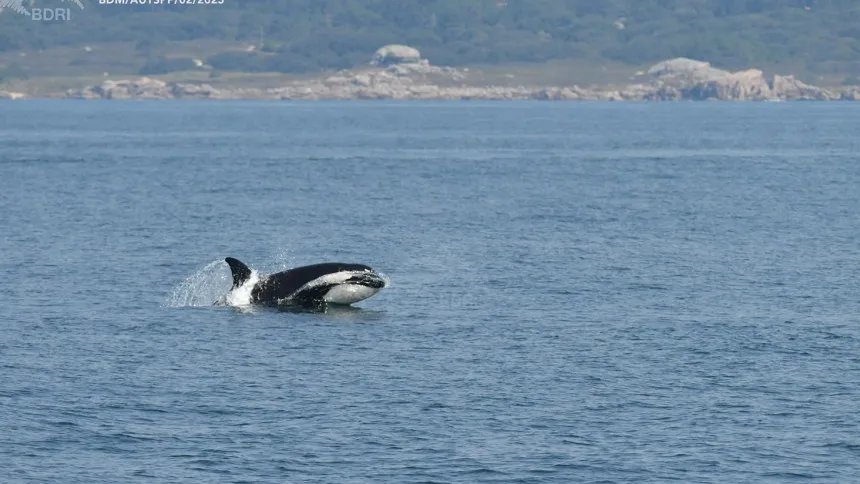 Uno de los ejemplares de orca fotografiado en la ría de Arousa