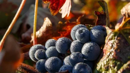 Un postre para la Ribera del Duero: crean un concurso para decidir cuál es el que más identifica al territorio en Burgos