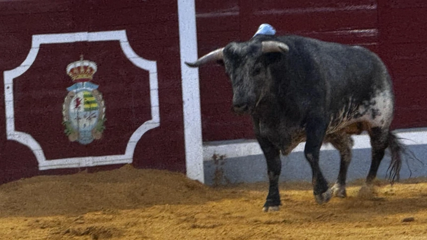 Uno de los novillos de Saltillo lidiados este martes en Villaseca de la Sagra
