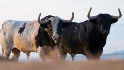Dos de los toros de Monteviejo reseñados para Las Ventas