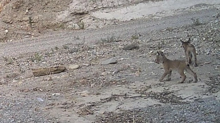 Dos de los cachorros de lince nacidos de Tahúlla, una de las hembras liberadas en Lorca