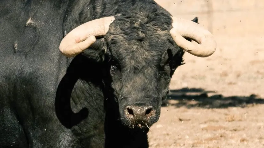 Los toros para la reaparición por un día de César Jiménez en Arenas de San Pedro