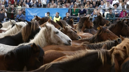 Llegada de los caballos desde los montes hasta el recinto ferial de Mondoñedo para participar en la tradicional feria de As San Lucas