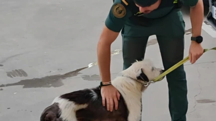 Un perro salva la vida gracias a la intervención de la Guardia Civil