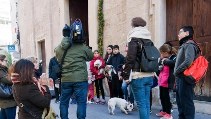 Perros y mascotas