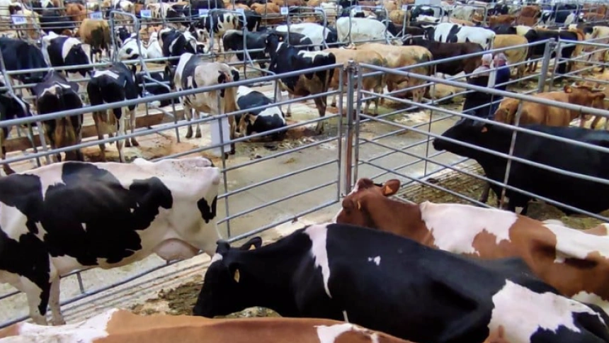 Feria ganado Silleda