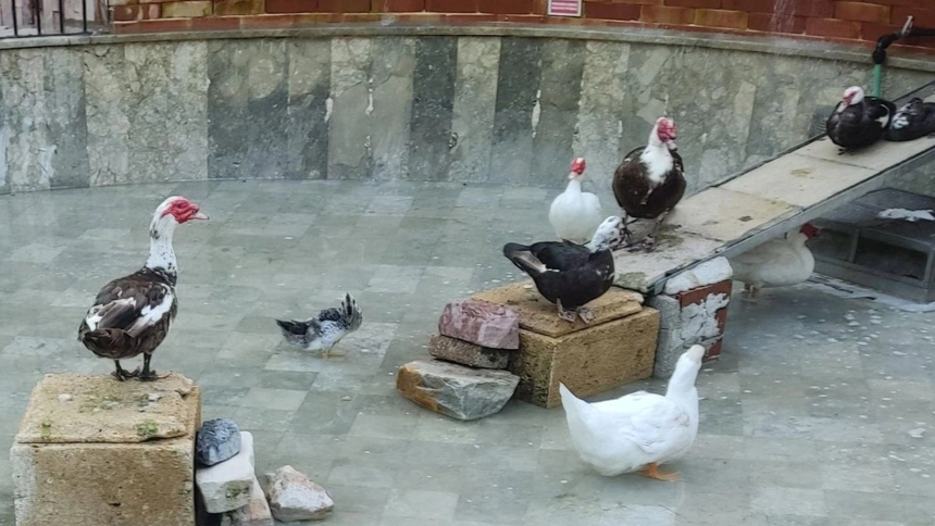 Aves en el Parque Torres