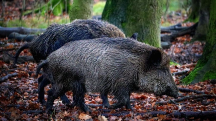 La plaga de jabalíes amenaza al sector porcino español ante el avance de la peste africana