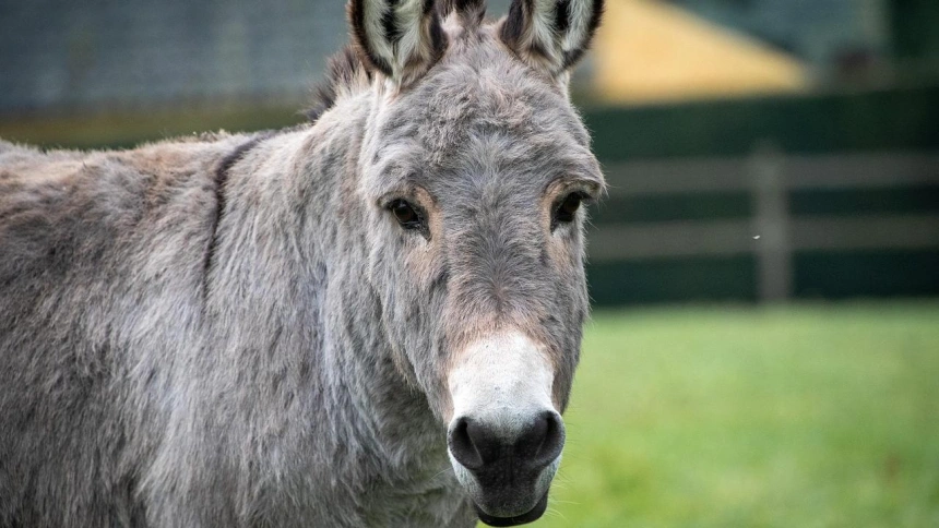 Identifican en el Penedès la mula más antigua de Europa occidental