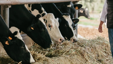 Francisco Eugenio Sánchez, ganadero de vacuno de leche de COVAP