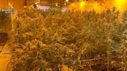 Imagen con la plantación de marihuana "indoor" localizada en Ames