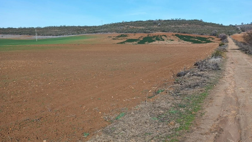 Cultivos devorados por los conejos