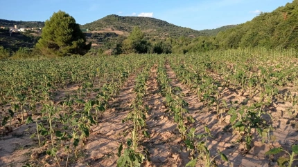 Parcela afectada por la voracidad de los conejos