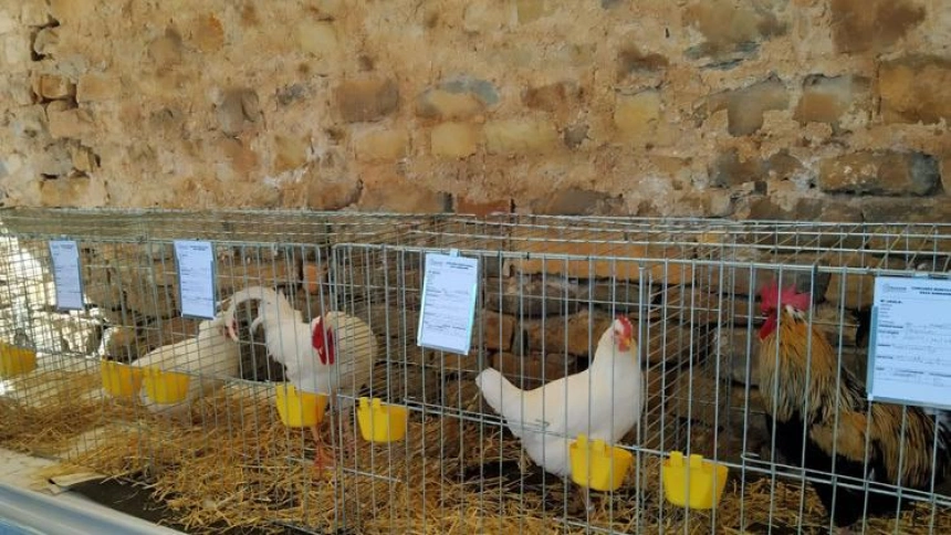 Gallina del Sobrarbe