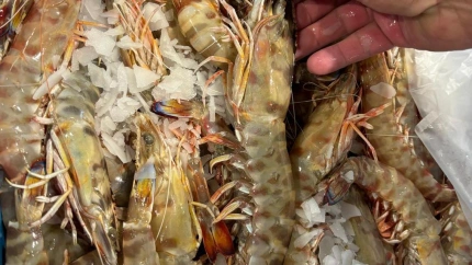 José Carlos Macías, Técnico de la Cofradía de pescadores