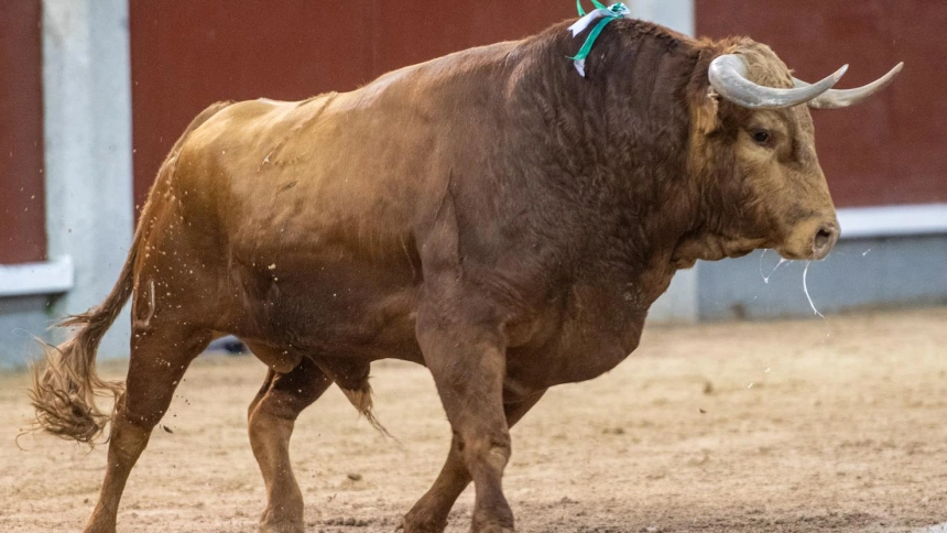 'Brigadier', de Pedraza de Yeltes, premiado por la Asociación El Toro de Madrid