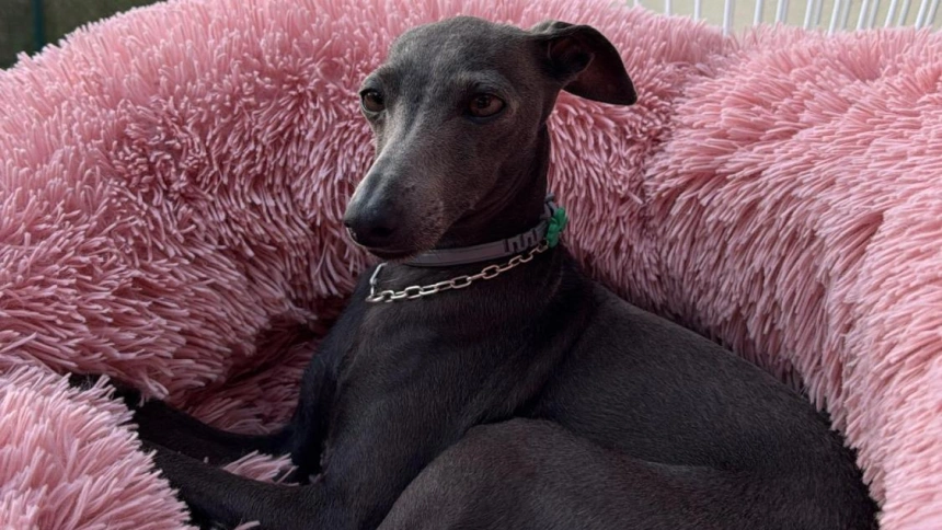 Lily, la galga italiana con menú casero que pasea en carrito como un bebé