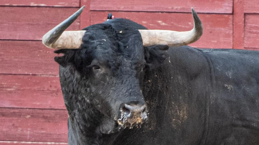 Uno de los toros de Palha lidiado en Las Ventas el pasado año