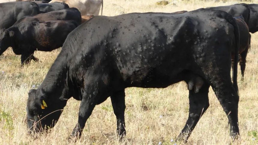 Vaca con dermatosis nodular