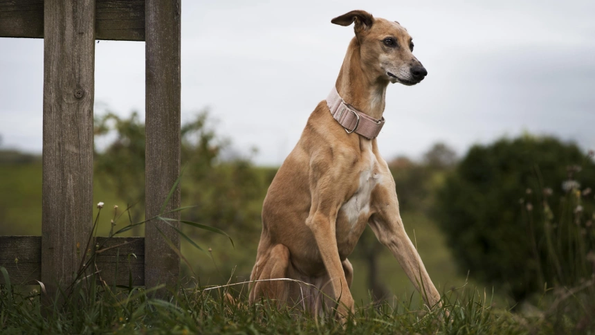El podenco revela su doble cara: de incansable cazador a perfecto perro de familia